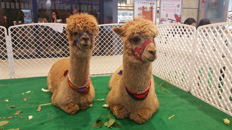 GA�ƽ�׹���-׷�󿵽�,����һ������