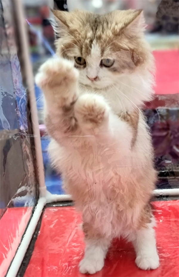 GA�ƽ�׹���-׷�󿵽�,����һ������