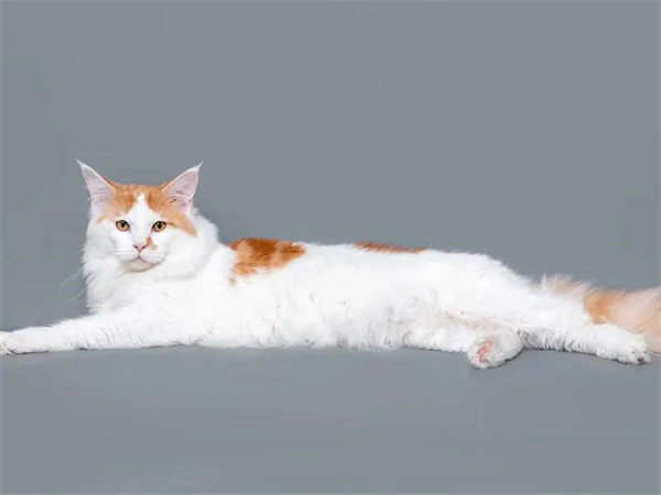 GA�ƽ�׹���-׷�󿵽�,����һ������