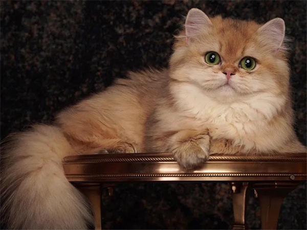 GA�ƽ�׹���-׷�󿵽�,����һ������