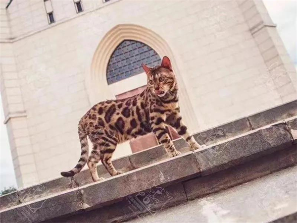 GA�ƽ�׹���-׷�󿵽�,����һ������