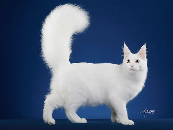 GA�ƽ�׹���-׷�󿵽�,����һ������