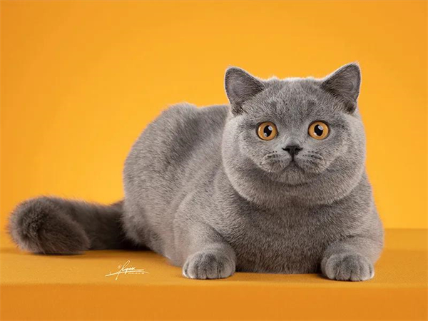 GA�ƽ�׹���-׷�󿵽�,����һ������